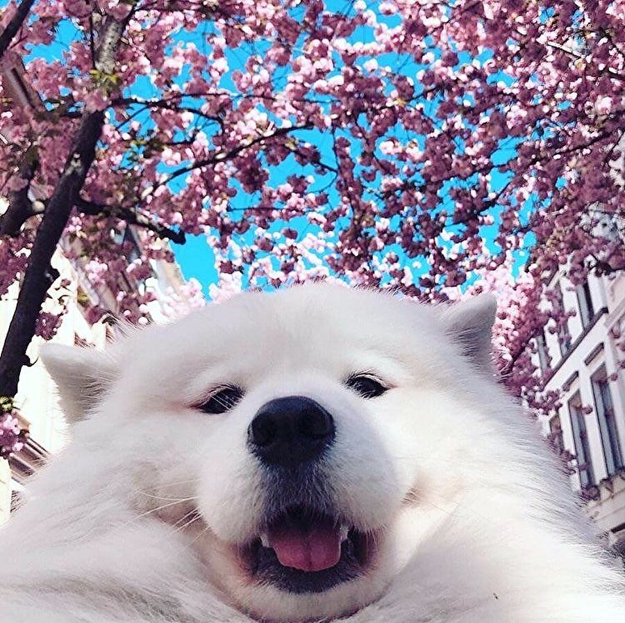 Alttan çekince gıdım çıkmış ama olsun