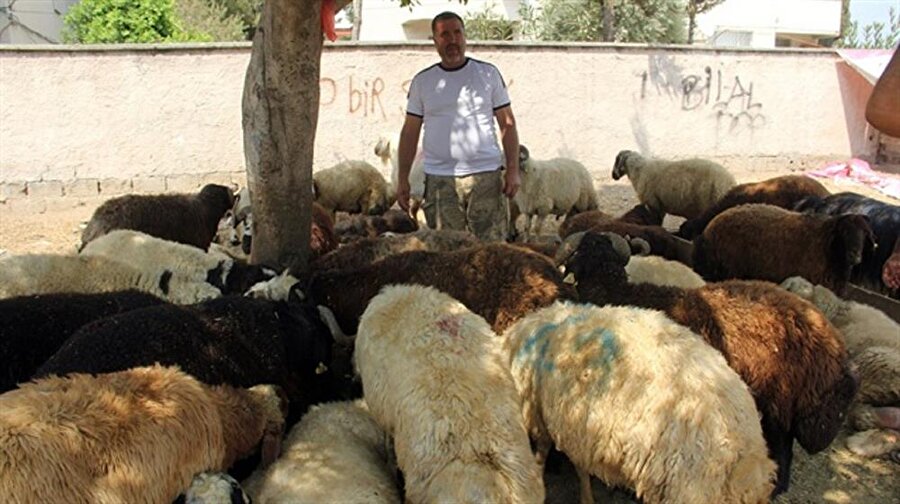 150 hayvanın sahibini bilmiyor