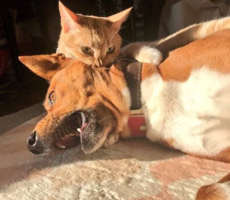 Vampir kedi gariban köylü köpeği ısırıyor
