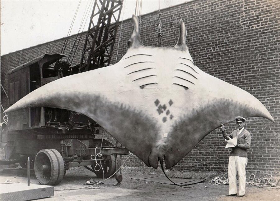 ​New Jersey kıyısında yakalanan dev manta ışını, 1933
