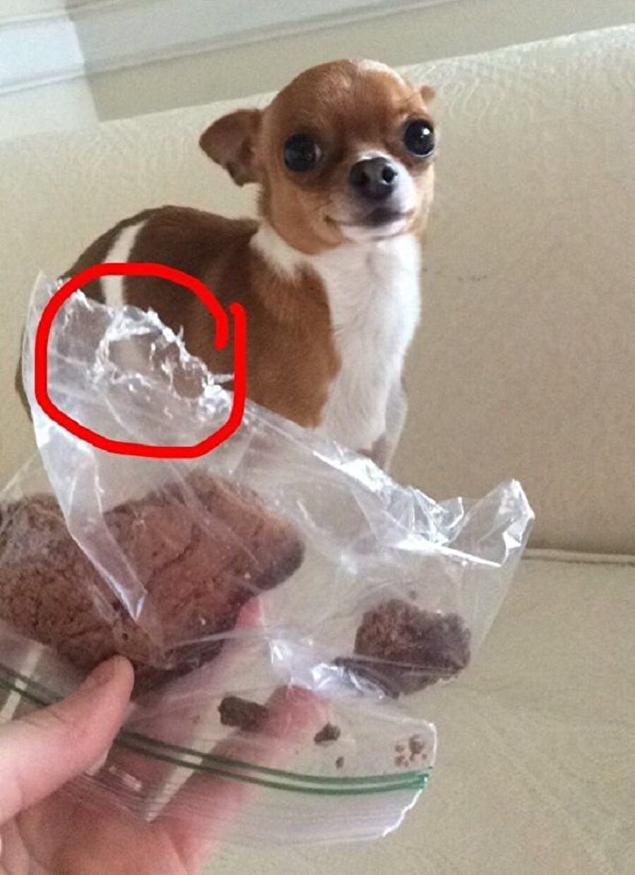 Ne? Benim yediğimi mi düşünüyorsun?