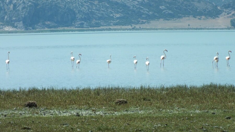 Kuş gözlemcileri tarafından da büyük önem taşıyor

                                    
                                    
                                    
                                    Salda, Türkiye’de kuş türleri için de oldukça önemli bir yaşam alanı görevinde… Bölgede 110 kuş türü yaşıyor ve bunların 75 tanesi Bern Sözleşmesi kapsamında koruma altında tutuluyor. Bu nedenle; bölge kuş gözlemcileri tarafından da büyük önem taşıyor.
                                
                                
                                
                                