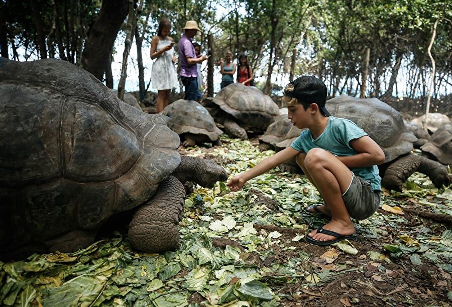 Turistlerin ahşap botlarla ulaştığı adada ziyaretçiler dev kaplumbağaları elleriyle besliyor.
