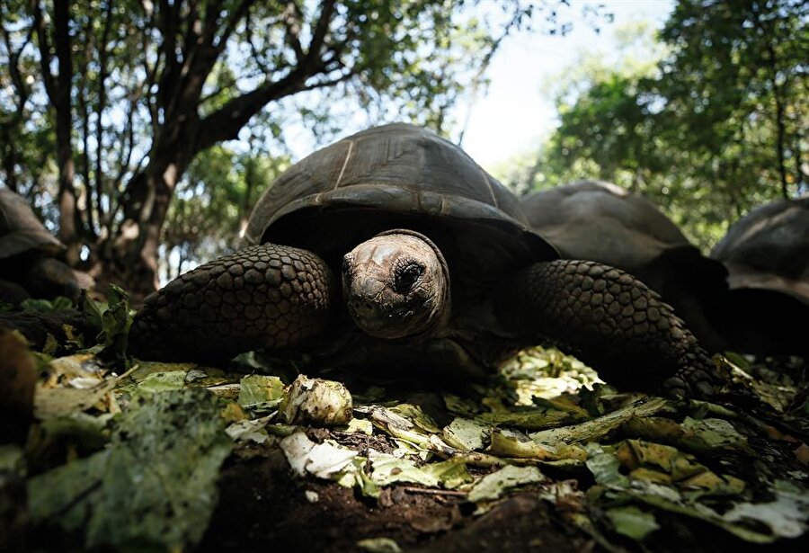 Devletin turizm amaçlı işlettiği adada bakımları yapılan kaplumbağaların yaşları kabuklarında yazıyor. 
