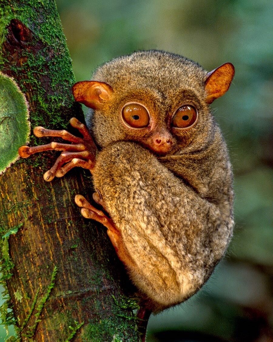 Yoda'nın kuzenini bulduk