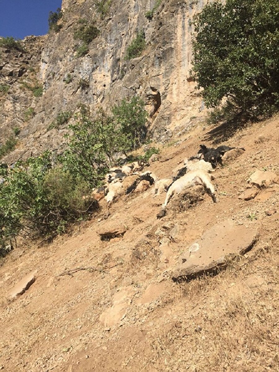 200 keçi ve koyun telef oldu.