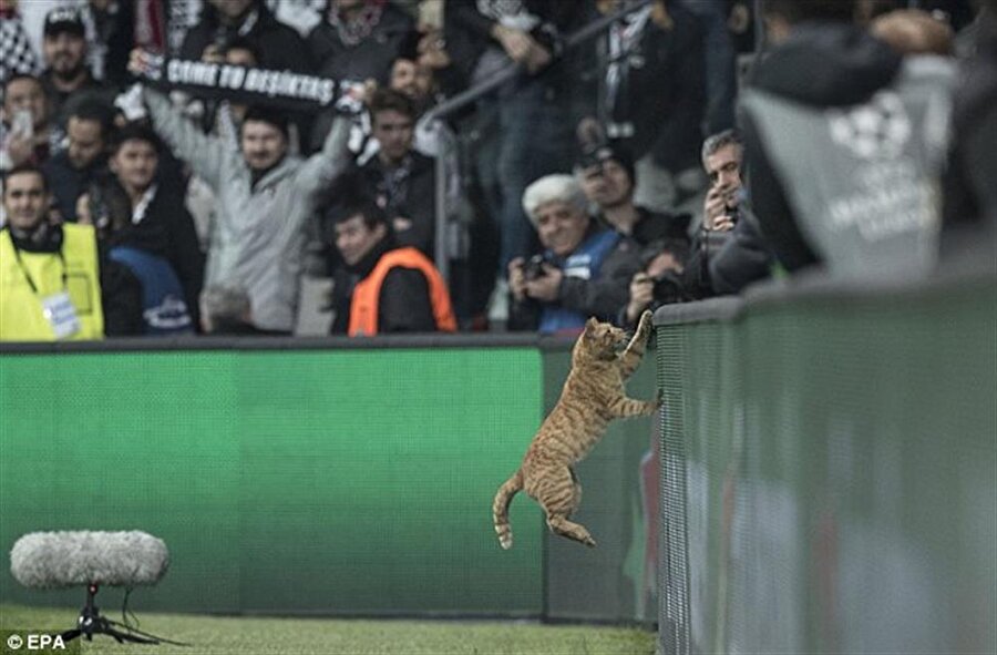 ​Videoda Beşiktaş-Bayern Münih maçında sahaya giren kedinin de görüntülerine yer veriliyor. 

                                    
                                