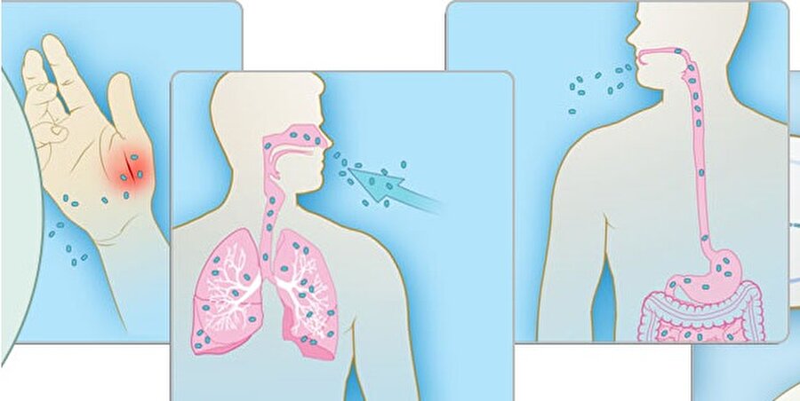 Kaç tip şarbon hastalığı var?

                                    
                                    
                                    
                                    
                                    
                                    İnsanlarda akciğer, deri ve sindirim sistemi şarbonu olmak üzere 3 tip şarbon hastalığı vardır. İnsanlar ve hayvanlardaki belirtiler benzerdir.
                                
                                
                                
                                
                                
                                