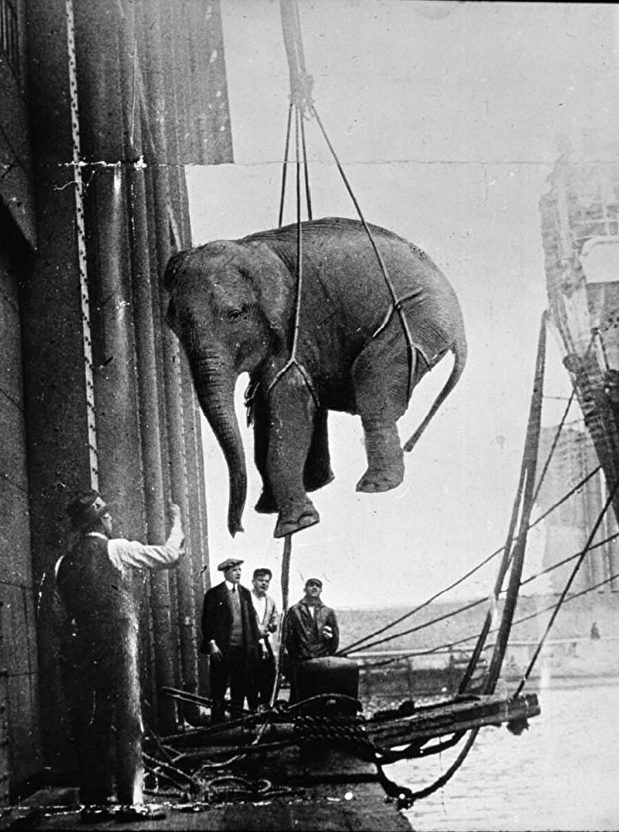 Bir sirk filinin taşınması, 1930 yılı