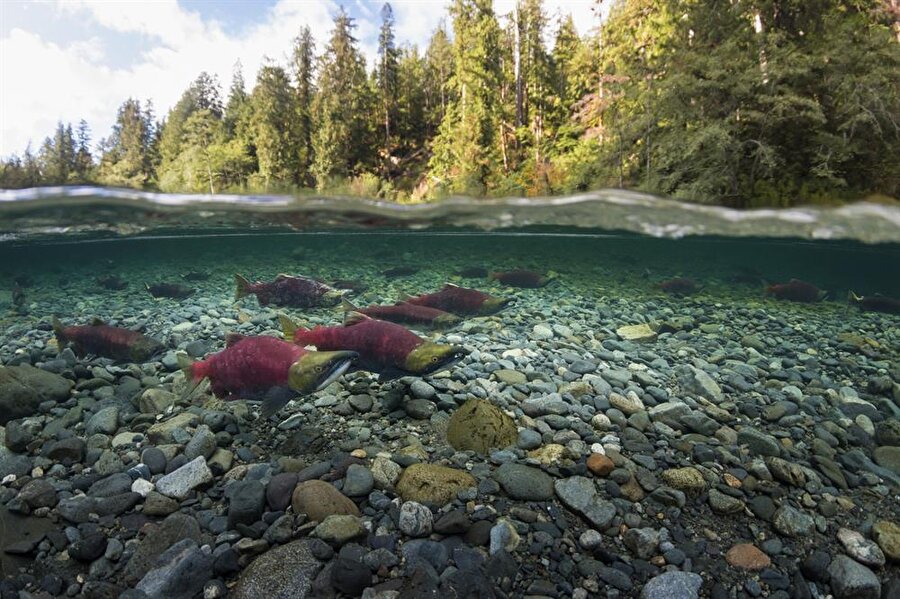 Somon balıkları göç halinde...
