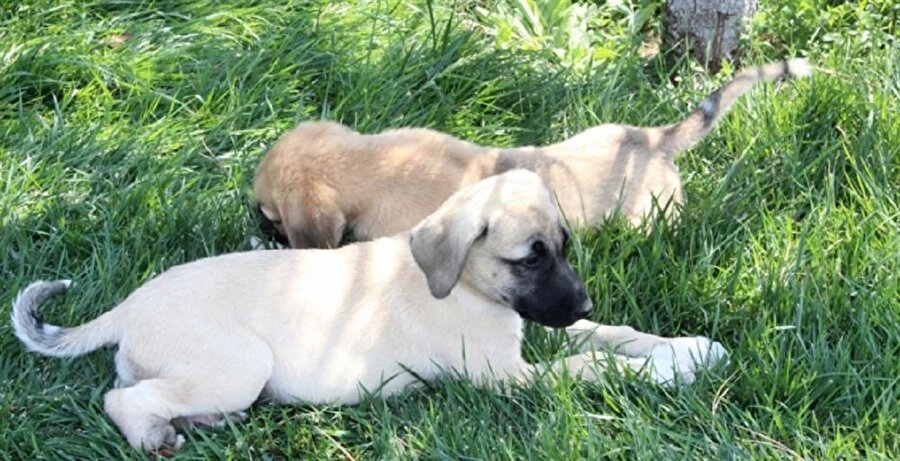 Polis ekipleri yavru köpeklerin ayaklarını kesen kişi ya da kişilerin yakalanması için çalışma başlattı