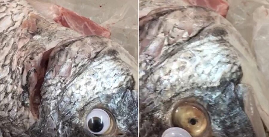 Oyuncak göz takan balıkçının dükkanı kapatıldı