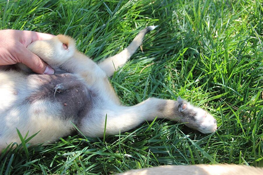 Birinin arka ayağı diğerinin ise patisi kesik bulunan 2 yavru köpeğe dair yeni detaylar ortaya çıktı.