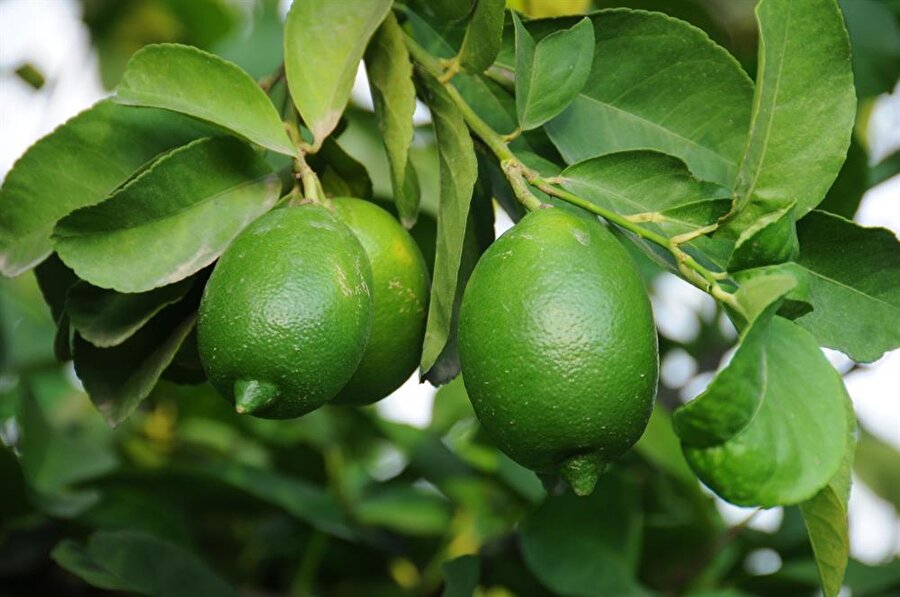 Adana’da, erkenci türlerden mayer cinsi limonun ardından early cinsi limonun hasadına başlandı.