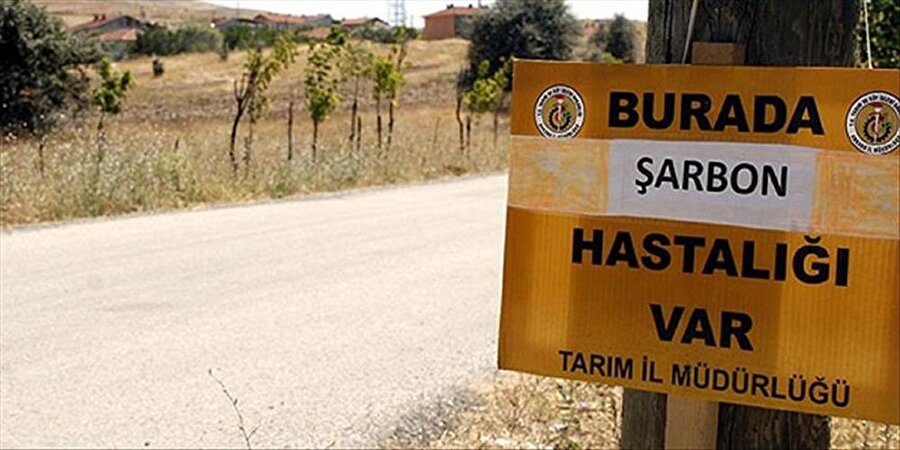 Şarbon