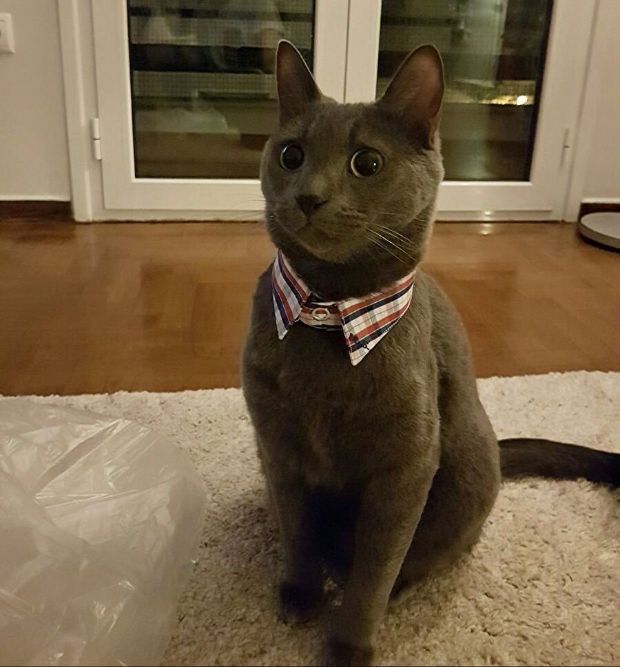 ​Yakışıklı reis