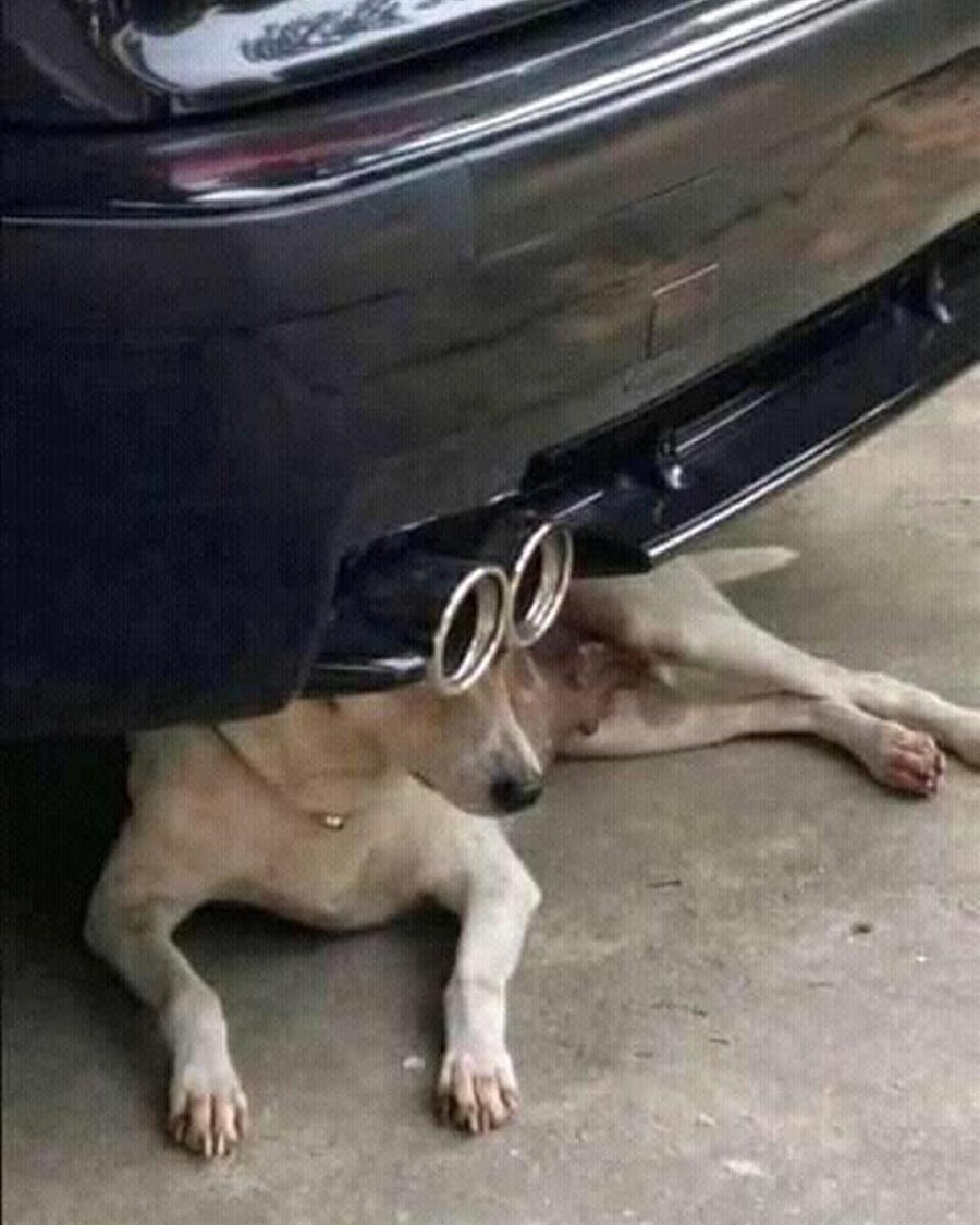 Sihirli Annem Avni'nin köpeği