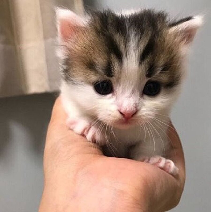 Avuç içi kadar mutluluk yeter