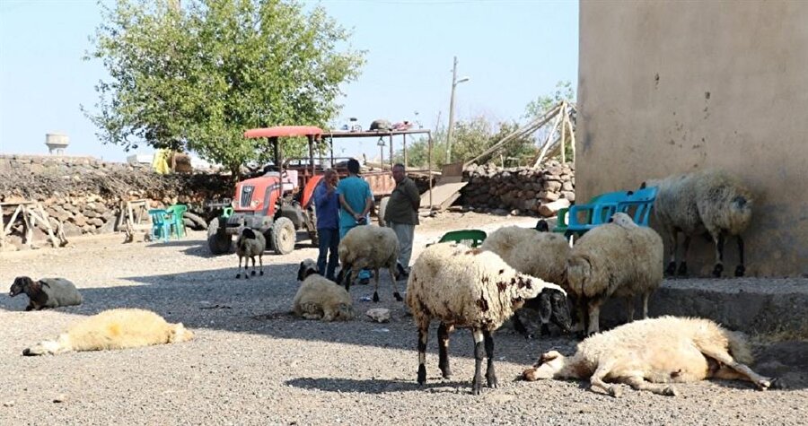 Nusret Karakaş, hayvanlarının buğday fabrikası yakınında otladıktan sonra telef olduğunu belirtti.