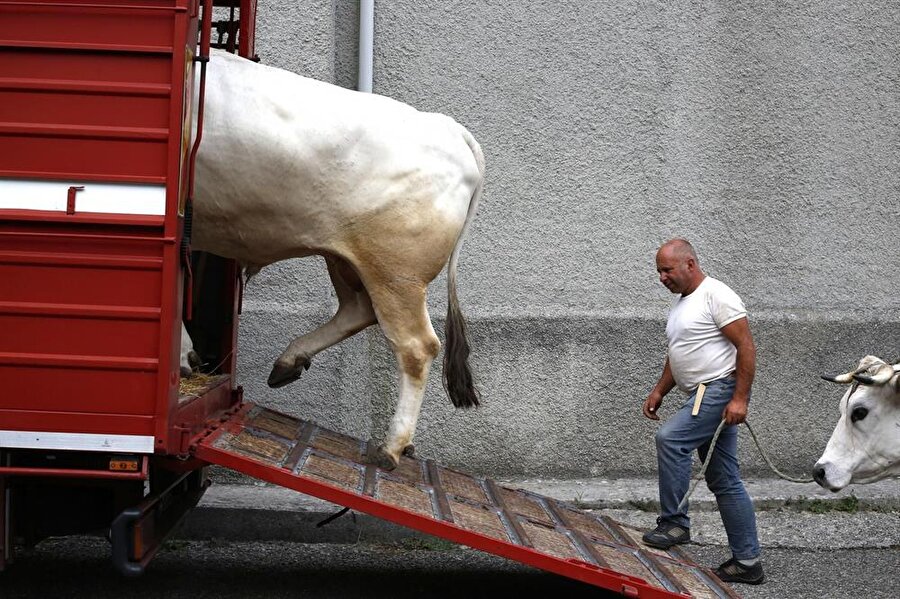 Bir çiftçi öküzünü küçük İtalyan kasabası Montanesi'nde kamyonuna yüklüyor...