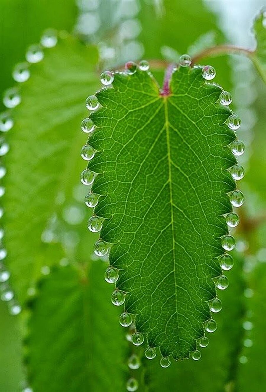 Sıra sıra dizilmiş muhteşem su damlacıkları