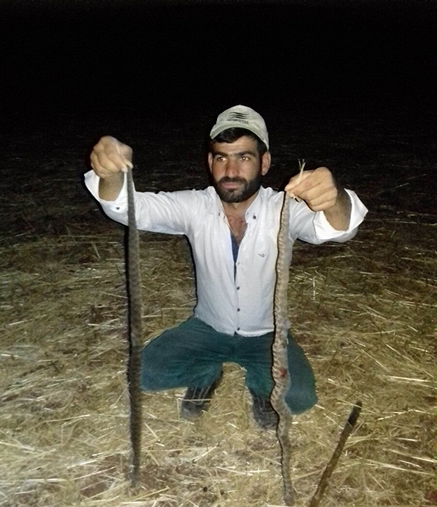 Köyde son bir hafta içerisinde boyları 3 ile 5 metre arasında değişen 15 yılan görüldü.