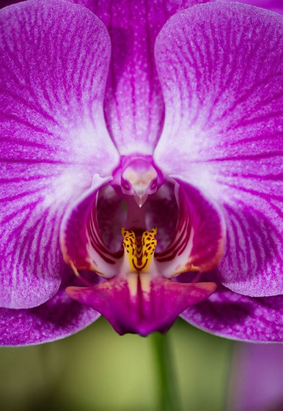 Güve mi orkide mi?
Fotoğrafçı:  Christian Kneidinger