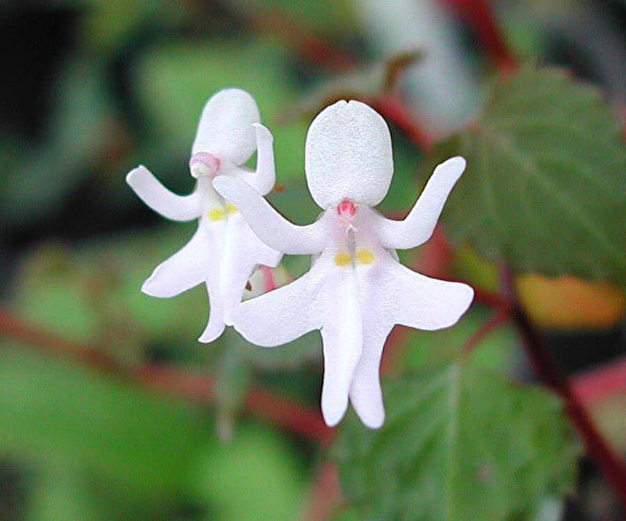 Dans eden çiçekler
Impatiens Bequaertii çiçeği...