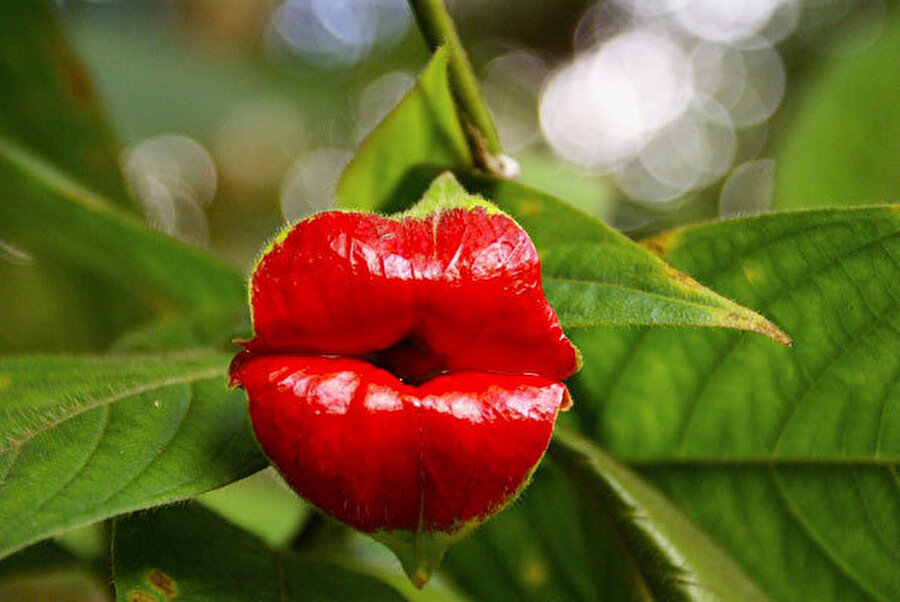 Bu çiçek öpücük mü atıyor?
Psychotria elata isimli çiçek...