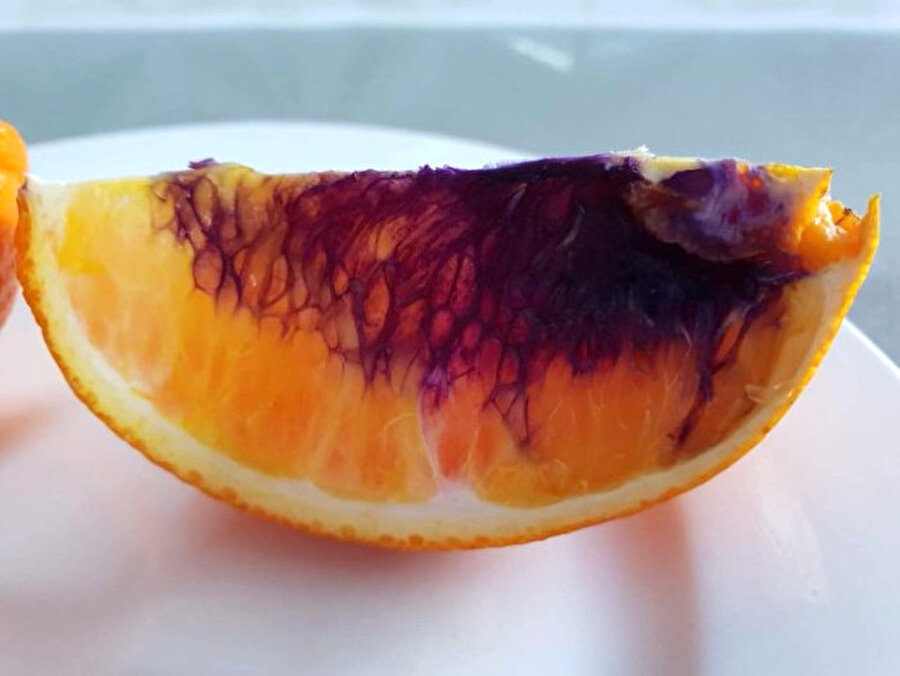 Nedeni hala ispatlanamadı!
Bilim adamları, yaptıkları araştırmada portakaldaki her şeyin normal olduğunu saptadı. Mor portakalda iyot olması durumuna karşın da test yapıldı; ancak herhangi bir iyot kalıntısına rastlanmadı. Kimi bilim insanları, başka bir meyveyle temasın veya uzaktan etkileşime girebilen kimyasalların portakaldaki renk değişimine neden olabileceğini öne sürse de, portakalın renginin mora dönmesinin nedeni hala ispatlanamadı.