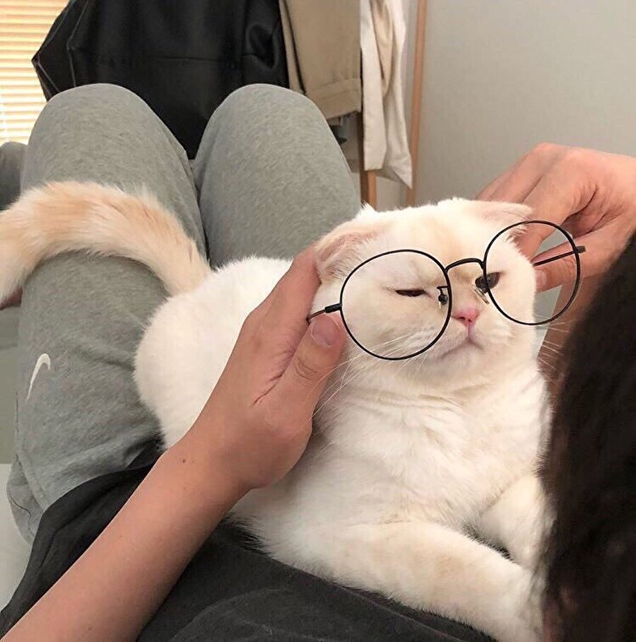 Edebiyat fakülteli kedi