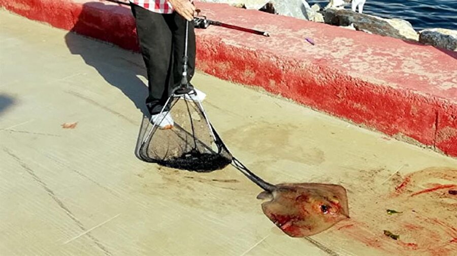 62 yaşındaki Ahmet Karasu oltasına takılan 10 kilogram ağırlığında iğneli vatozu görünce gözlerine inanamadı.