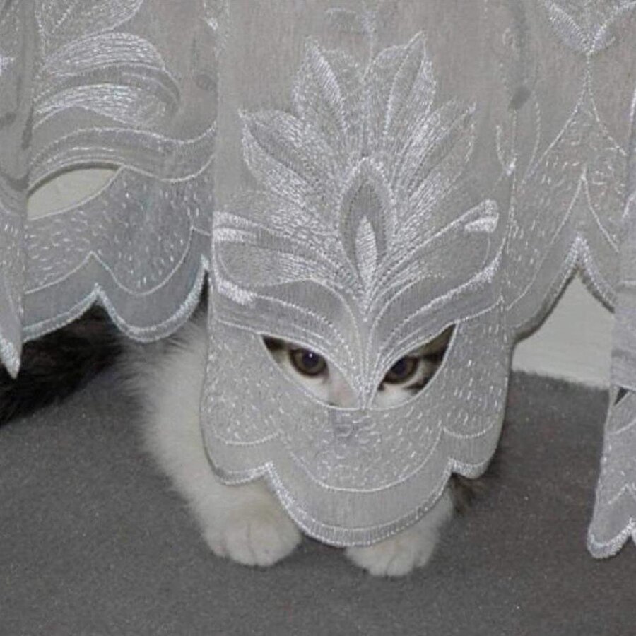 ​Led bir vele diştiri vela di seau diftiri