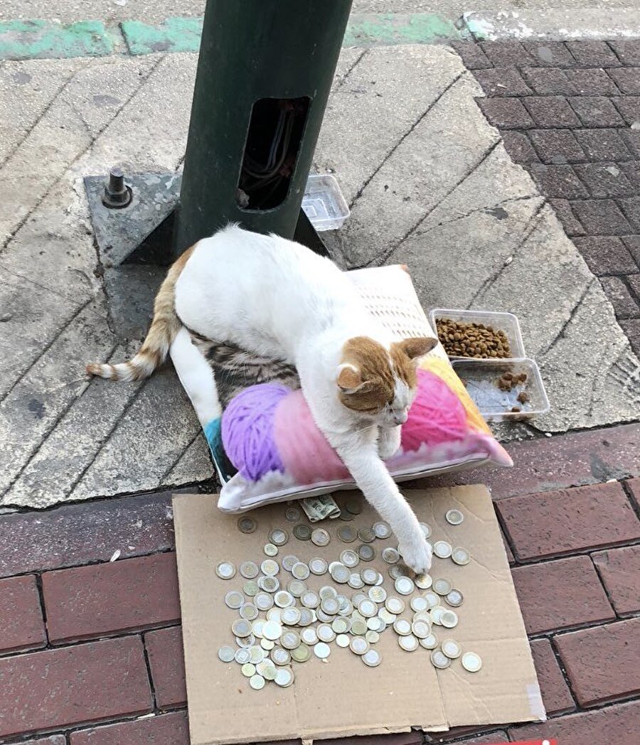 Mahallenin kedilerine abilik yapıp mama alacakmış