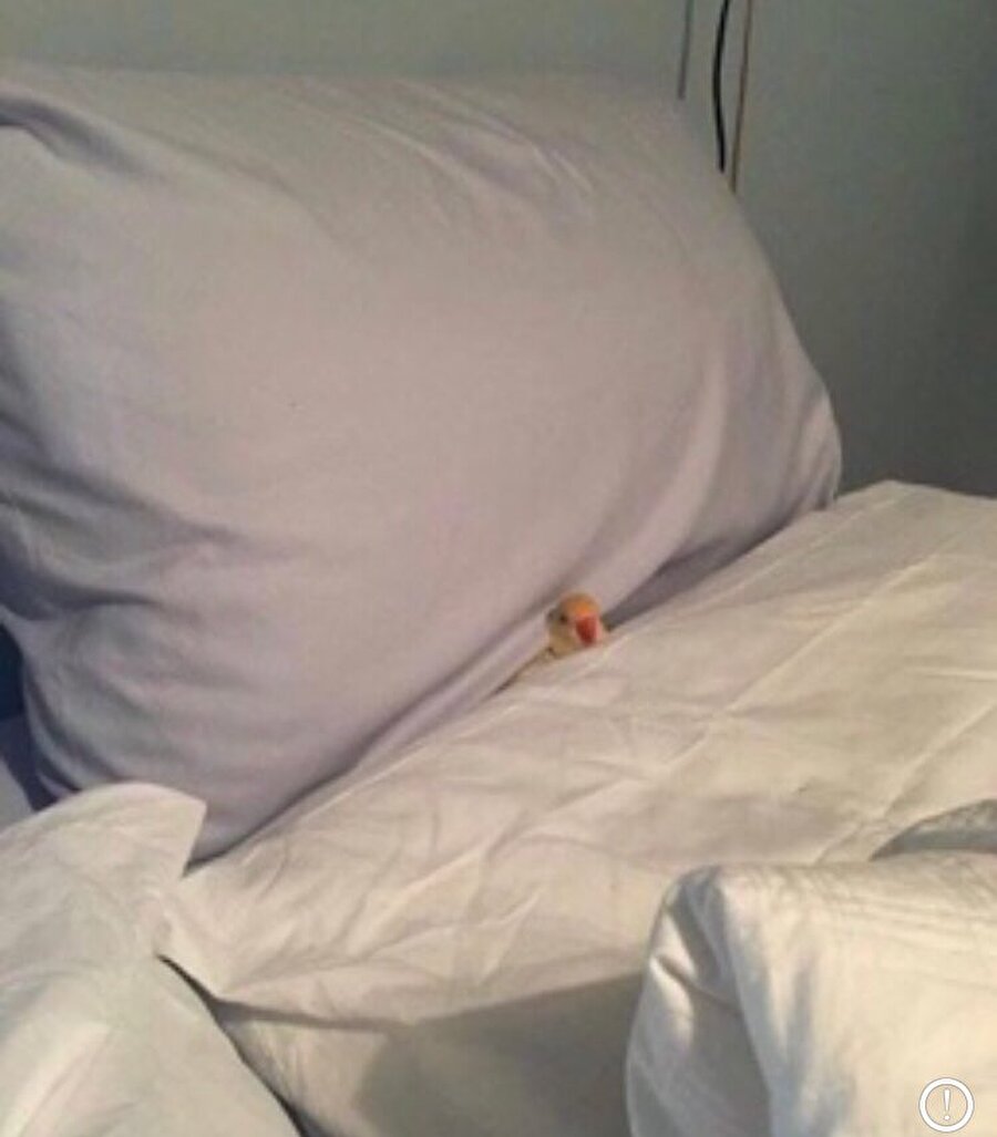 "İşe gitmik istimiyirim"