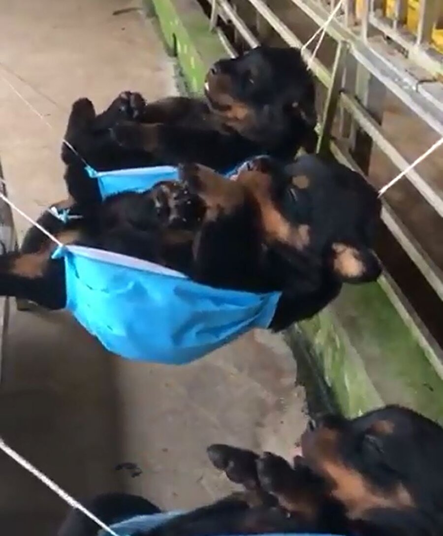 Miniklerin minik hamakları