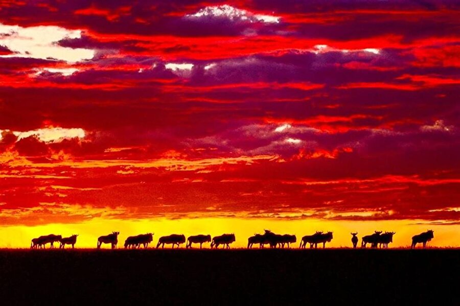 Kenya'nın Masai Mara çayırlıkları