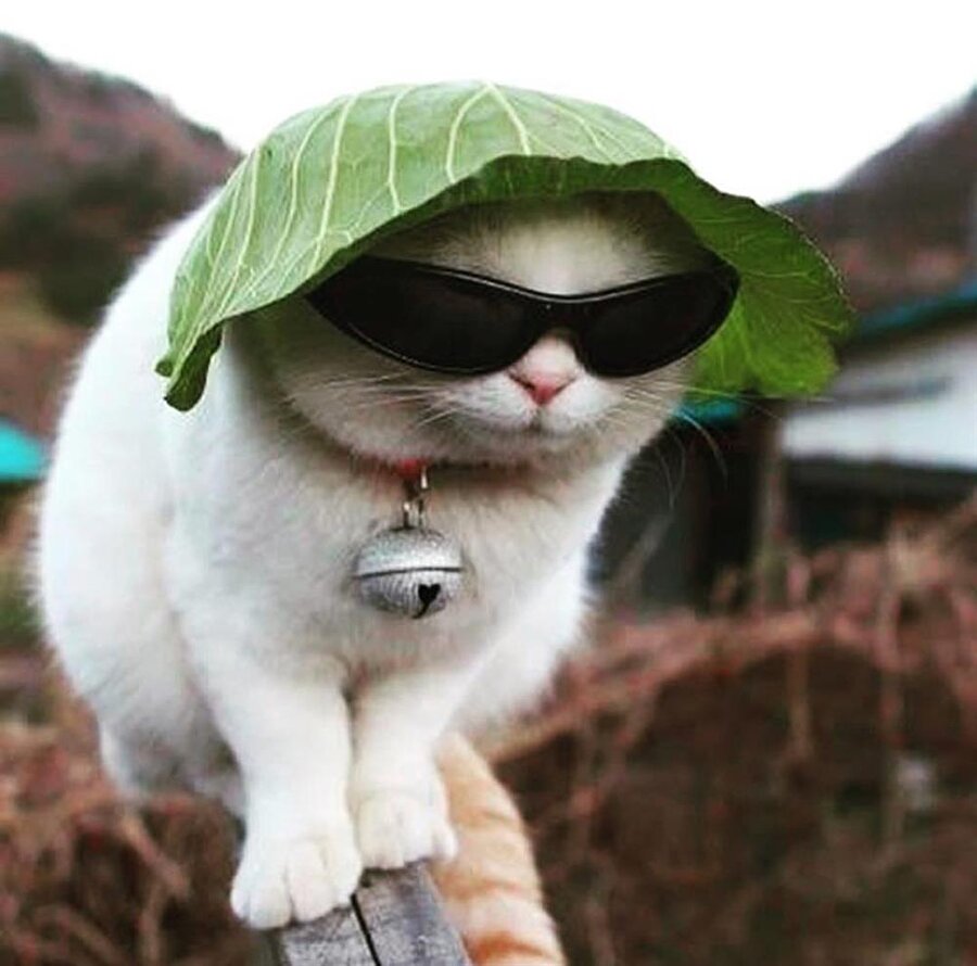 Benden havalısı Petshop'larda