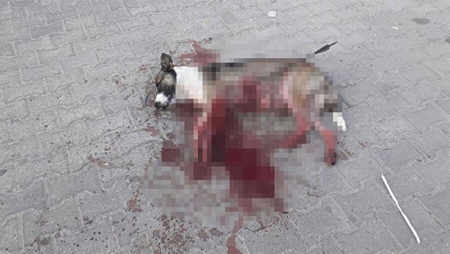 Kırklareli'nde bir köpek okla vurularak öldürüldü.