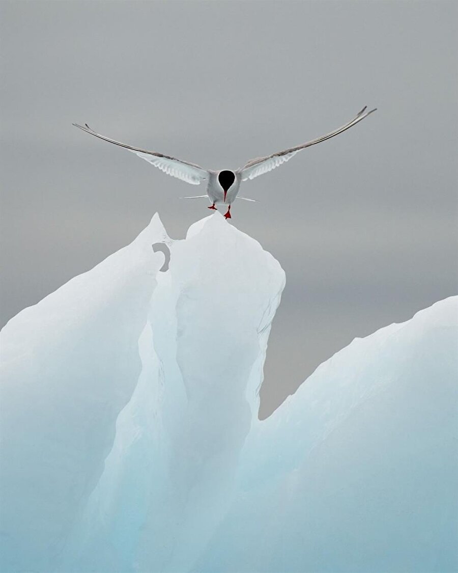 Svalbard Sahili'nde buz dağına inen kuşlardan biri