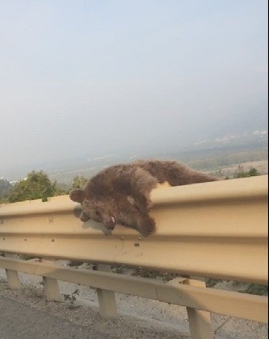 Yol kenarındaki demir bariyer üzerinde duran ayı cesedi görenleri şaşırttı.