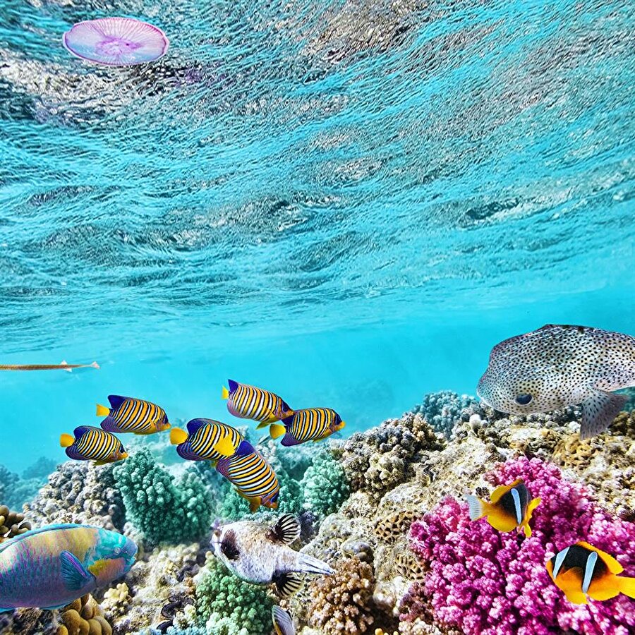 Avustralya'daki Büyük Set Resifi