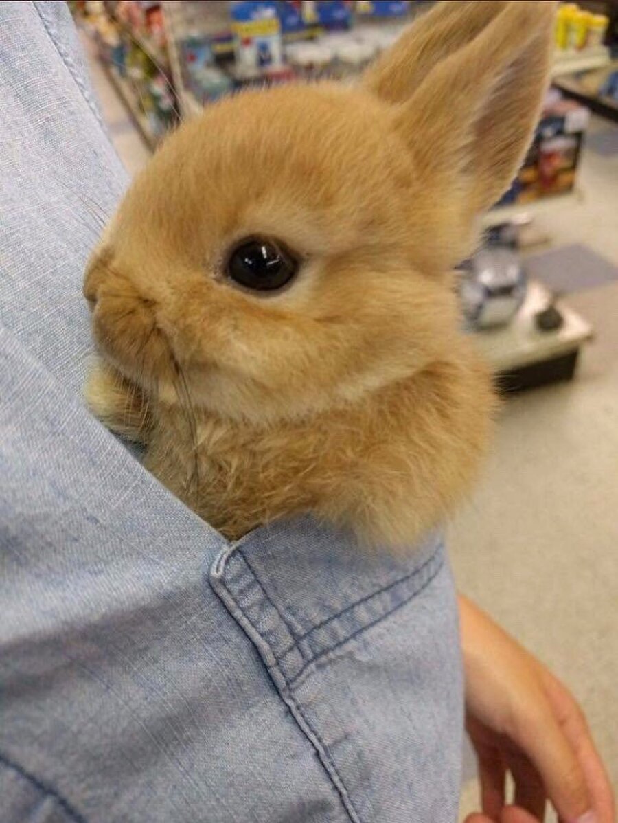 Alternatif cep mendili