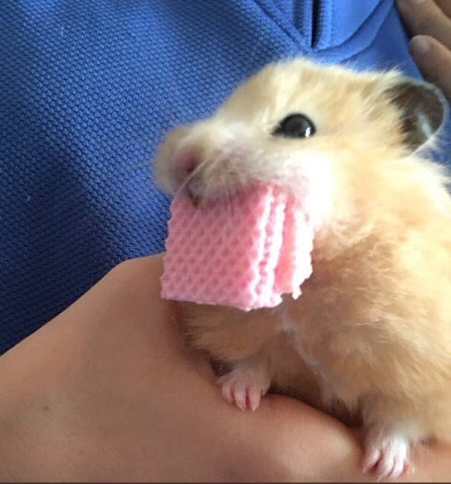 Yanağa depo yükleniyor