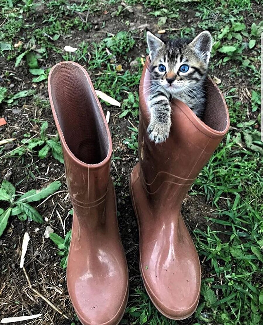 Çizmeli kedi aslında kedili çizmeymiş
