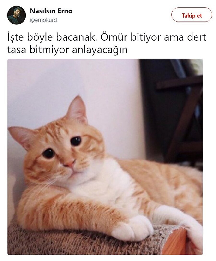 Kedi neler yaşadıysa artık...​