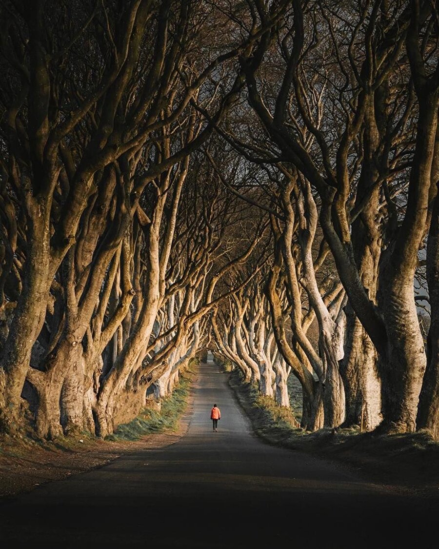 The Dark Hedges, İrlanda