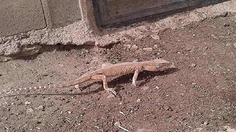 Şanlıurfa'da görülen "çöl varanı" doğal yaşam alanına bırakıldı.