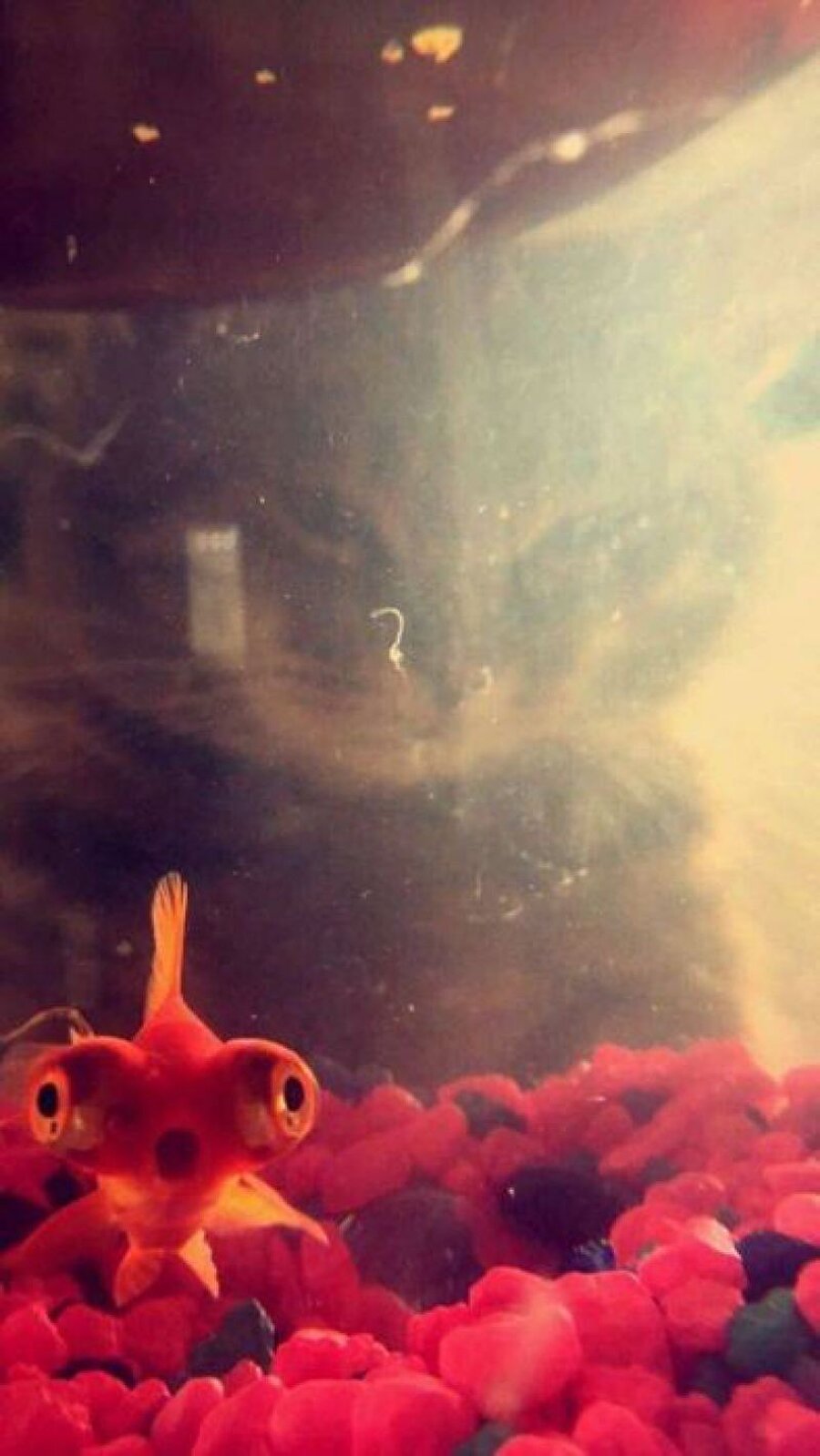 Korkma balık kardeş o yüzme bilmiyor