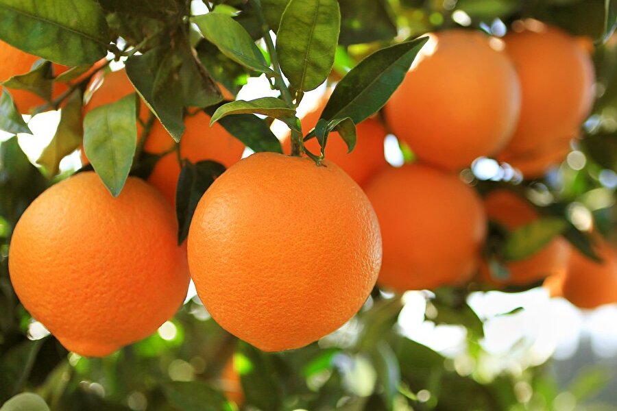 Bağışıklık sistemimize faydaları
Kış meyvesi olan portakal, içerisinde bulundurduğu C vitamini sayesinde toksin atılımını sağlar. Bedenin zinde kalmasını sağlar. Hastalık sürecinde tüketmemiz, bu süreyi daha aza indirgememizi sağlar.